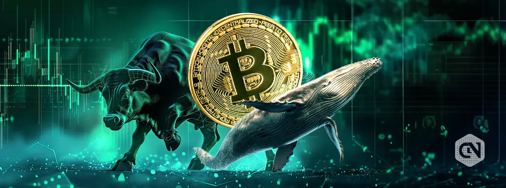 One Whale is on a Bitcoin Accumulation Spree