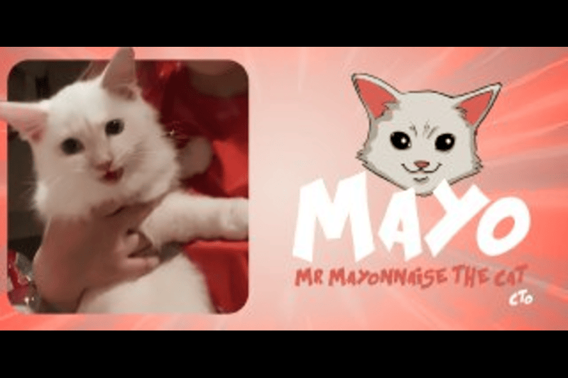 Crypto for Compassion: $MAYO Token Unites Community to Save Paralyzed Cat